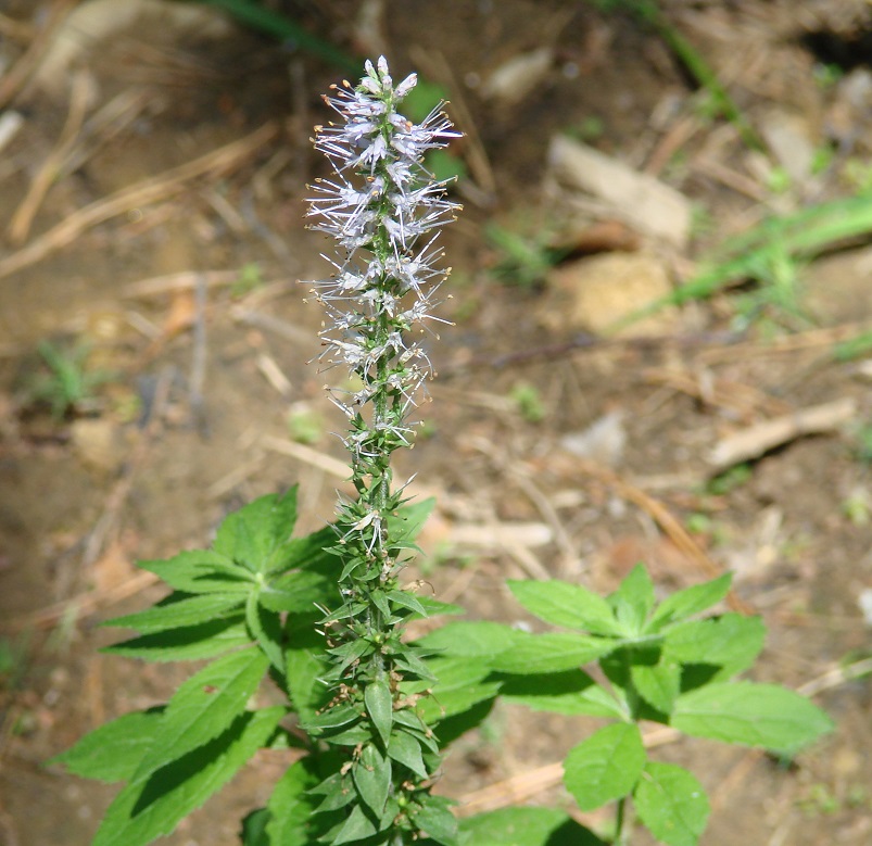 Изображение особи Veronicastrum sibiricum.