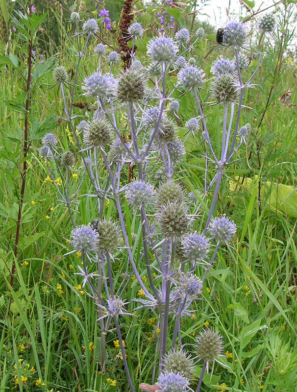 Изображение особи Eryngium planum.