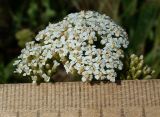 Achillea setacea. Общее соцветие. Ростовская обл., побережье Таганрогского залива, Беглицкая коса. 09.06.2013.