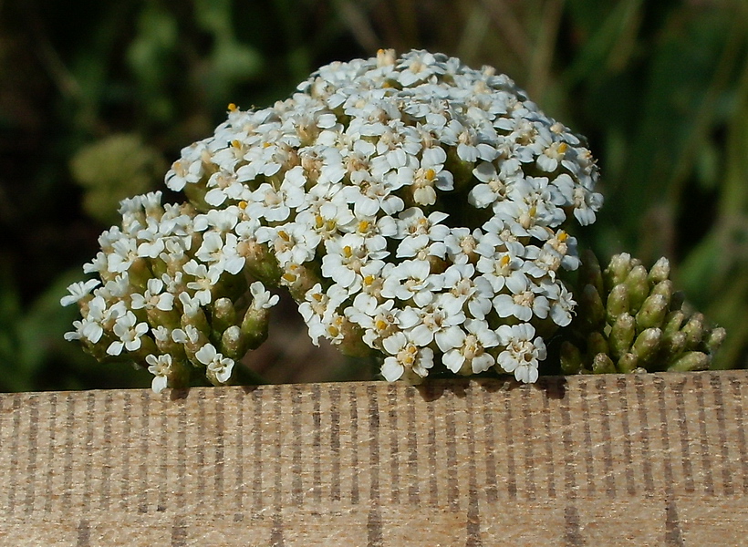 Изображение особи Achillea setacea.