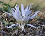 Colchicum chimonanthum