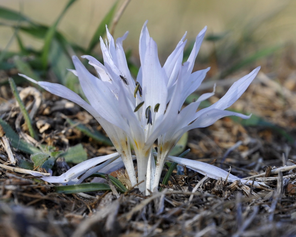 Изображение особи Colchicum chimonanthum.