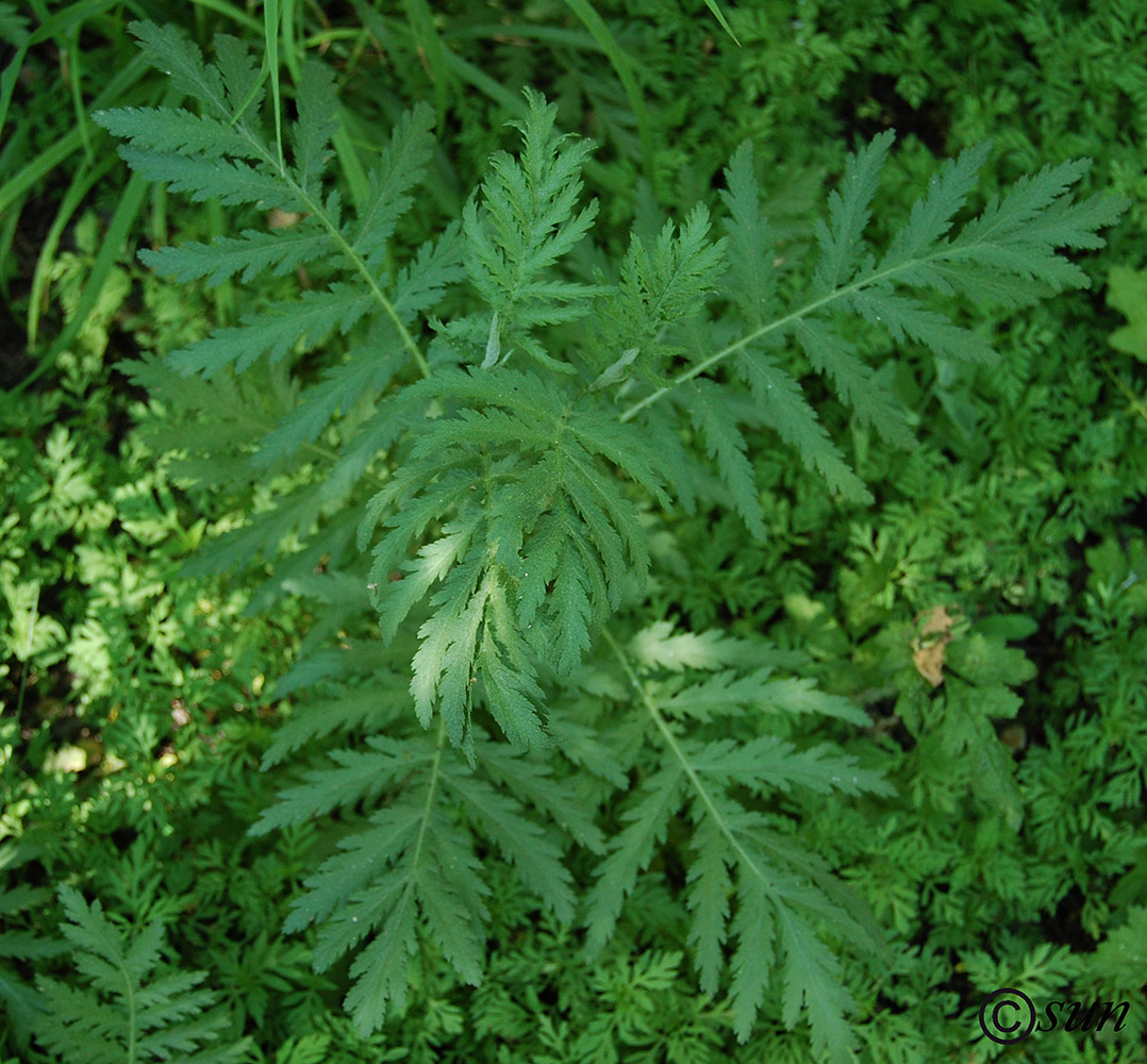 Image of Tanacetum vulgare specimen.