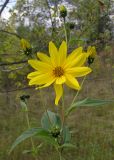 Helianthus tuberosus