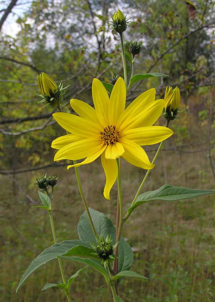 Image of Helianthus tuberosus specimen.