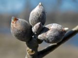 Populus alba. Почки. Украина, Луганская обл., берег Северского Донца близ пос. Зелёная Роща. 08.03.2014.