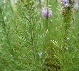Veronica pinnata