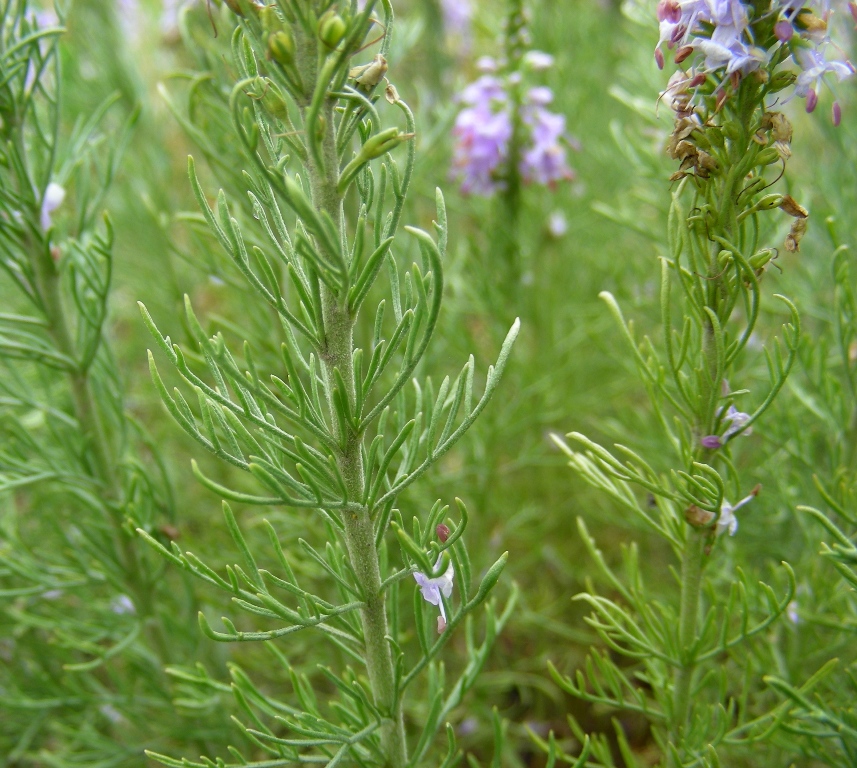 Изображение особи Veronica pinnata.