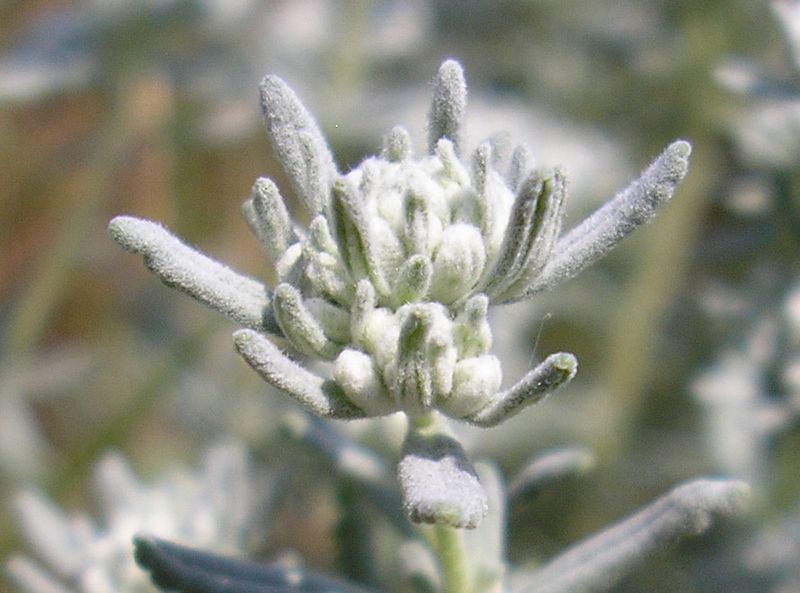 Изображение особи Teucrium capitatum.