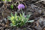 Primula denticulata. Цветущее растение. Германия, г. Дюссельдорф, Ботанический сад университета. 10.03.2014.