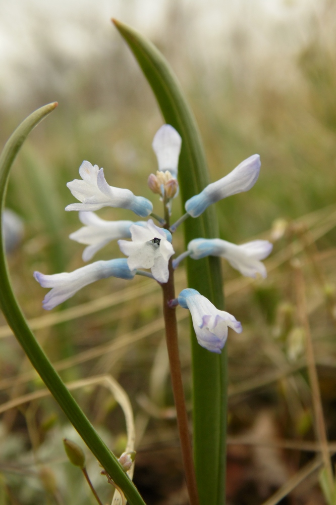 Изображение особи Hyacinthella pallasiana.