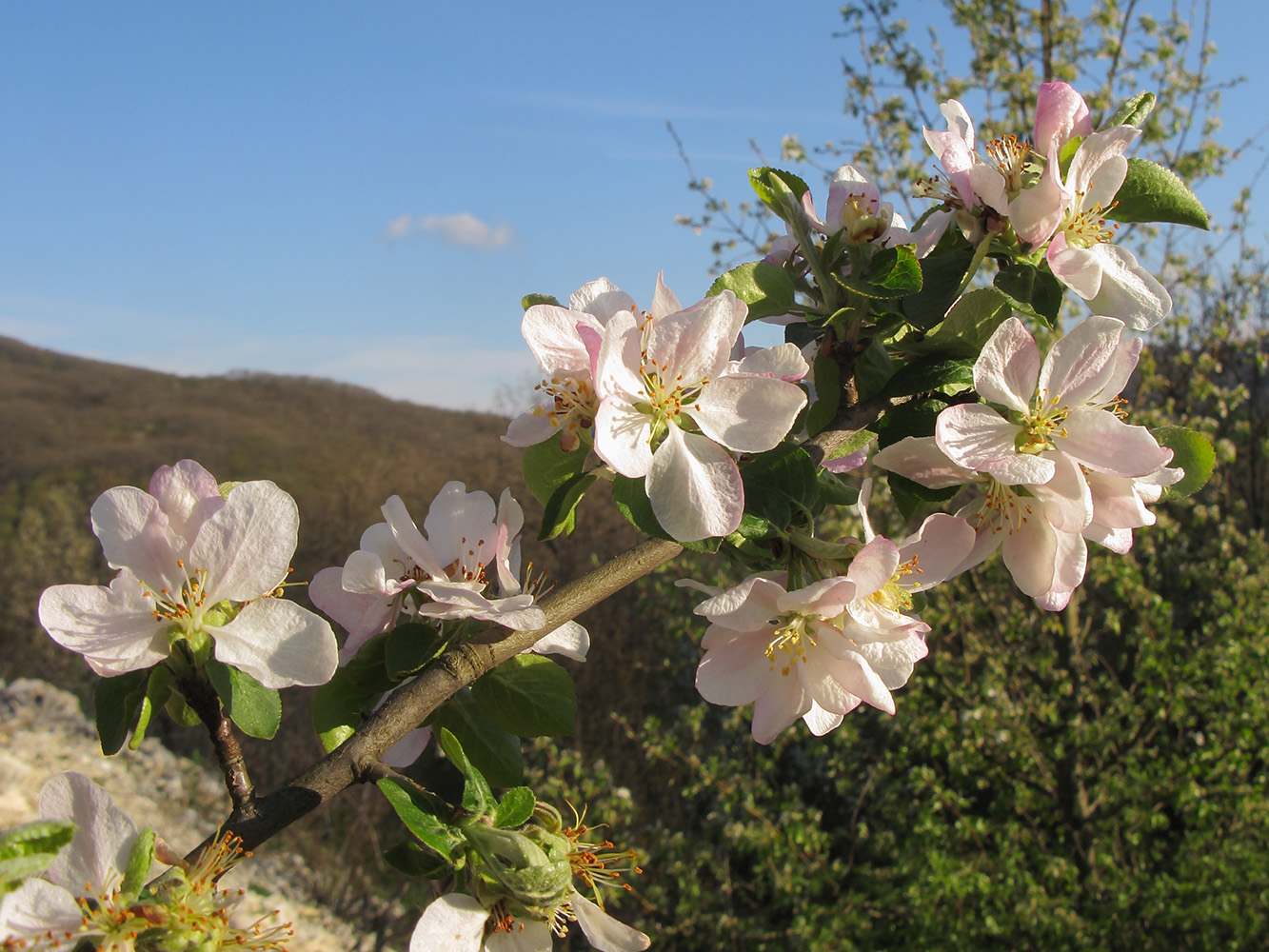 Изображение особи род Malus.