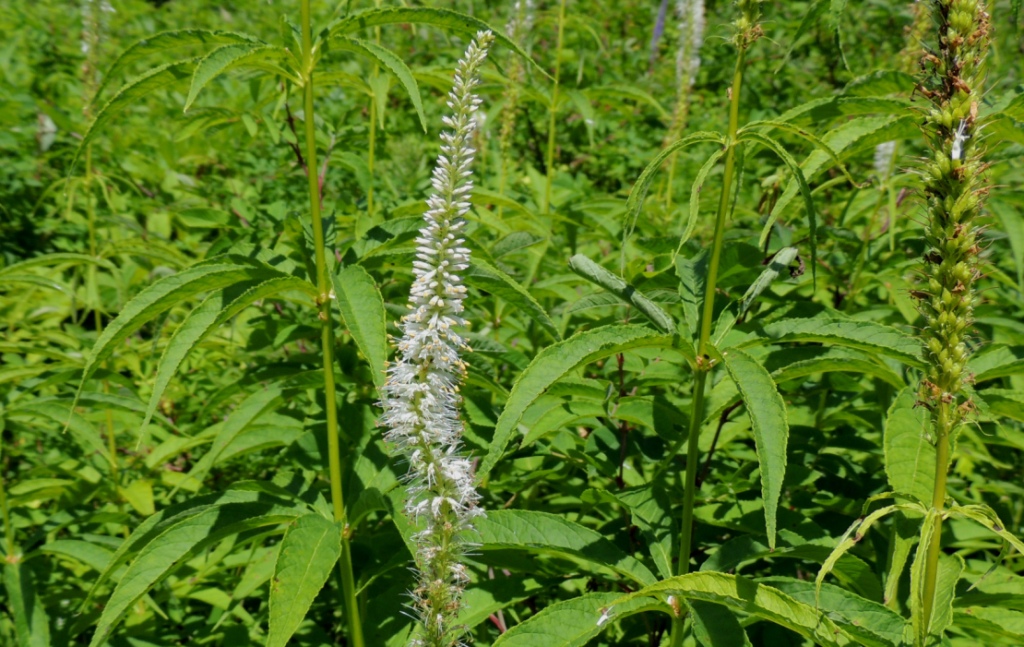 Image of Veronicastrum borissovae specimen.