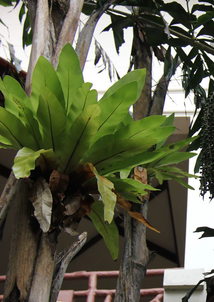 Image of Asplenium nidus specimen.