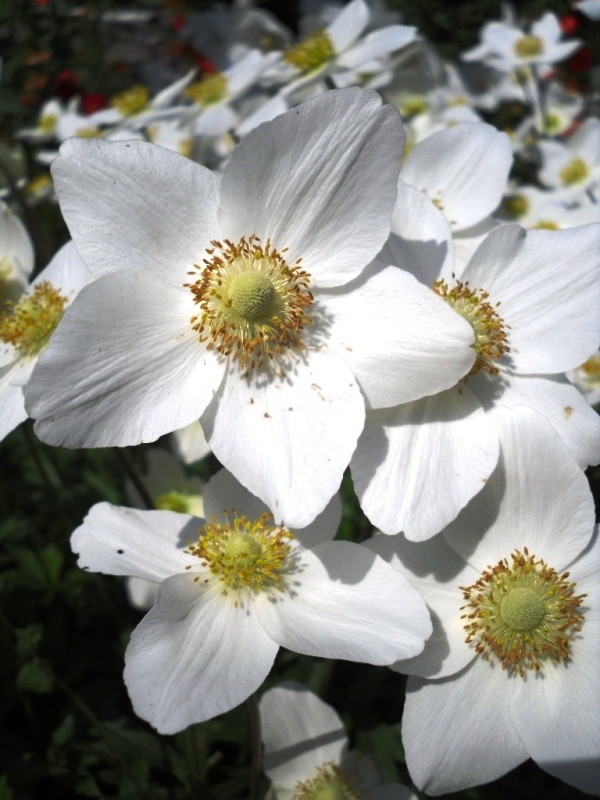 Image of Anemone sylvestris specimen.