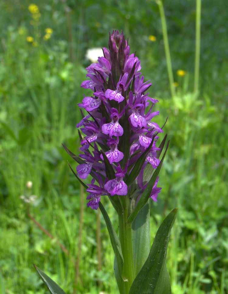 Изображение особи Dactylorhiza umbrosa.