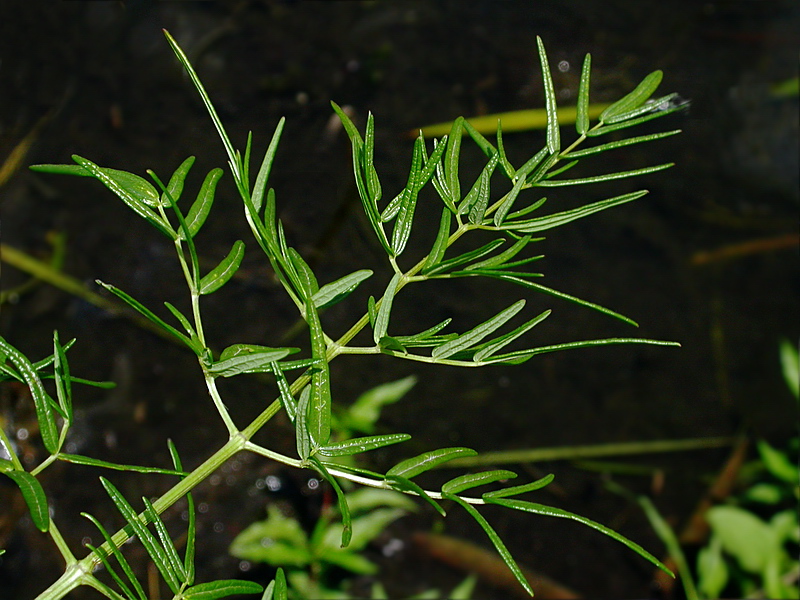 Image of Thalictrum lucidum specimen.