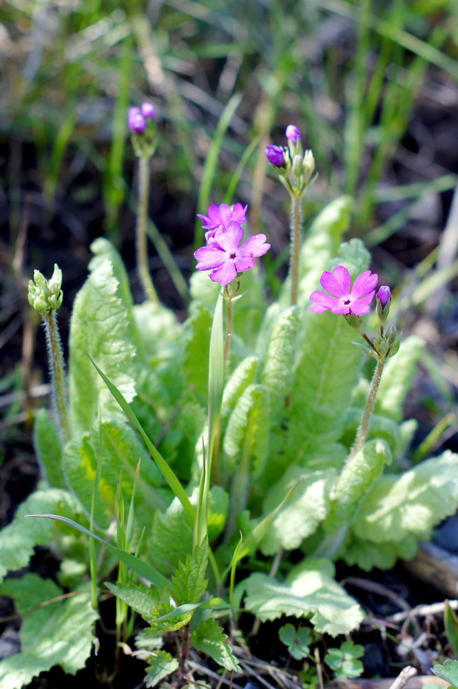 Image of Primula cortusoides specimen.