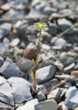 Valerianella coronata