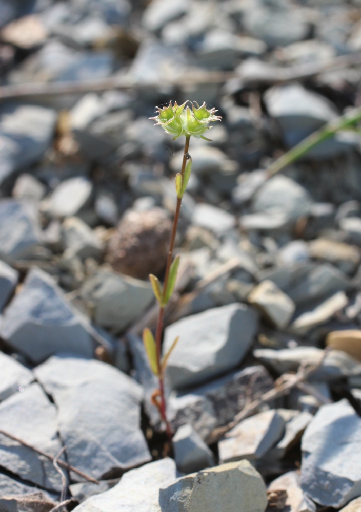 Изображение особи Valerianella coronata.