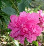 Paeonia lactiflora. Цветок ('Dr. Alexander Fleming'). Германия, г. Дюссельдорф, Ботанический сад университета. 02.06.2014.