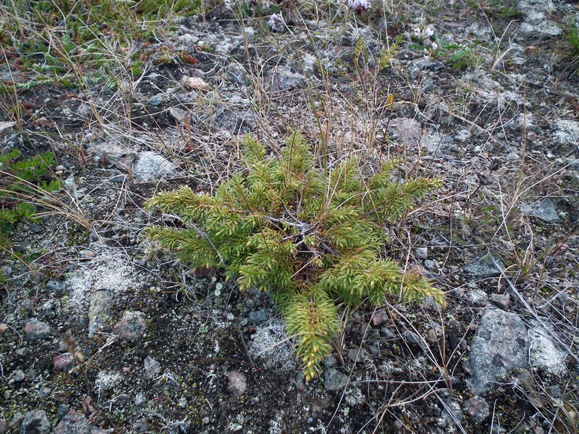 Image of Juniperus sibirica specimen.