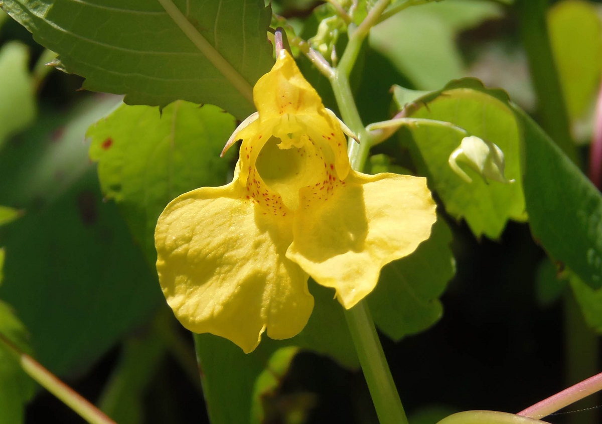 Image of Impatiens noli-tangere specimen.