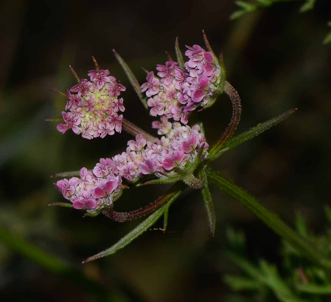 Image of Daucus glaber specimen.