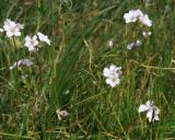 Gypsophila tenuifolia. Цветущее растение. Адыгея, Лагонаки, плато Абадзеш-Мурзикал, 1890 м н.у.м., субальпика. 12.07.2014.