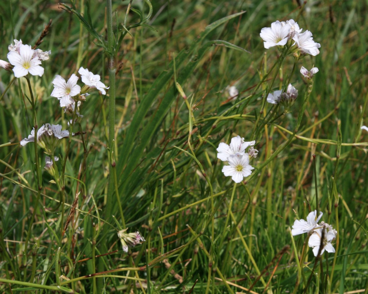 Image of Gypsophila tenuifolia specimen.