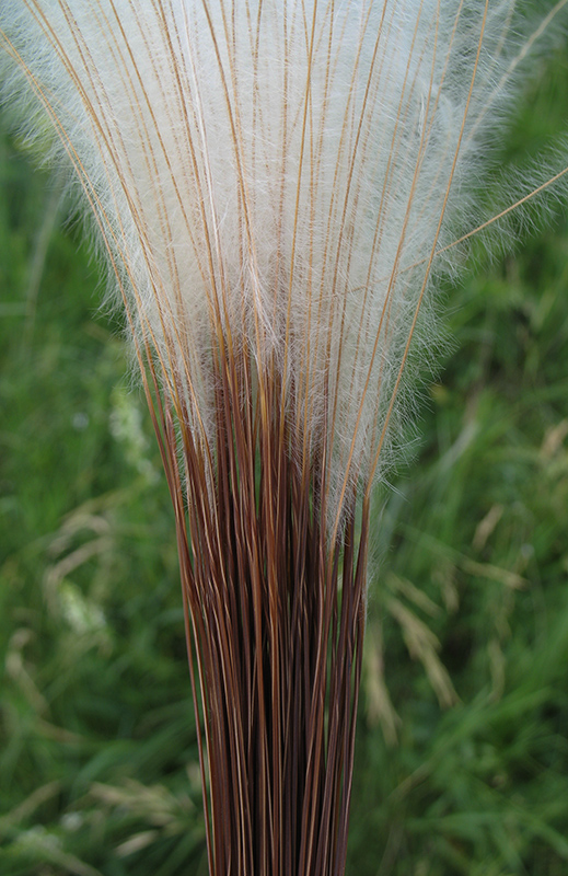 Image of Stipa pennata specimen.