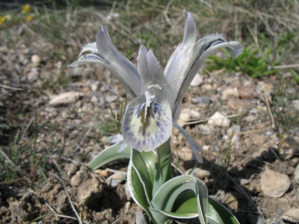 Image of Juno subdecolorata specimen.