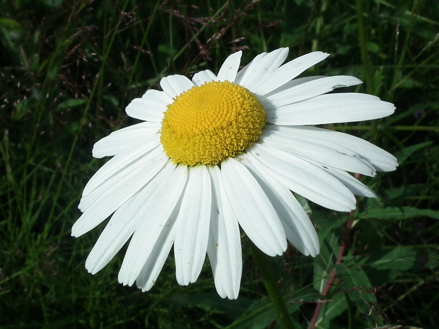Image of Leucanthemum vulgare specimen.