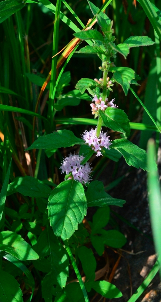 Image of Mentha arvensis specimen.