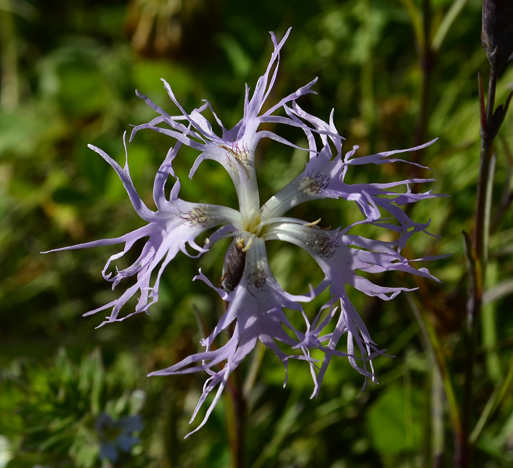 Изображение особи Dianthus superbus.