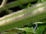 Salvia sclarea. Средняя часть полёгшего побега. Германия, г. Дюссельдорф, Ботанический сад университета. 03.07.2014.