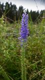 Veronica spicata ssp. bashkiriensis
