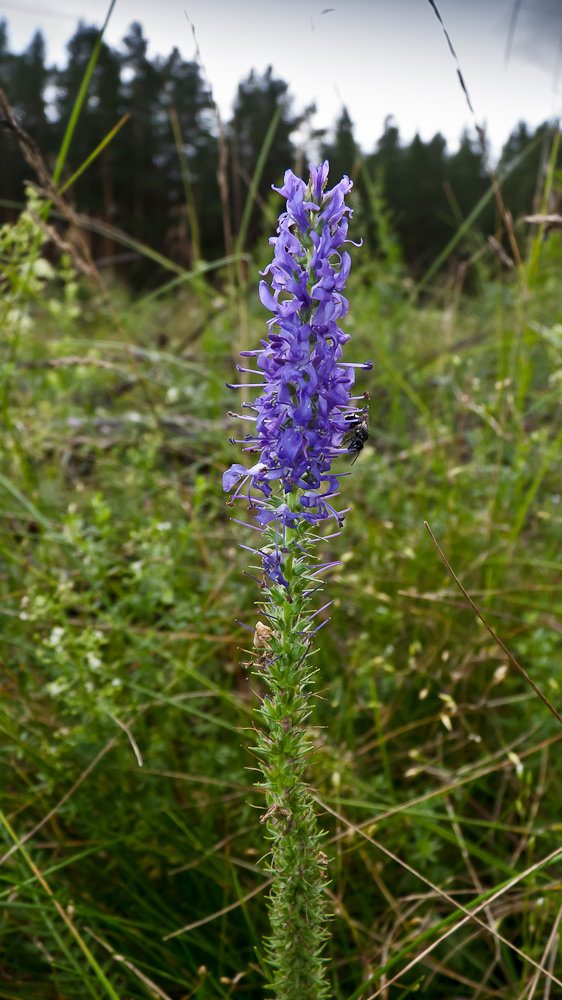 Изображение особи Veronica spicata ssp. bashkiriensis.