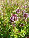 Thymus ovatus