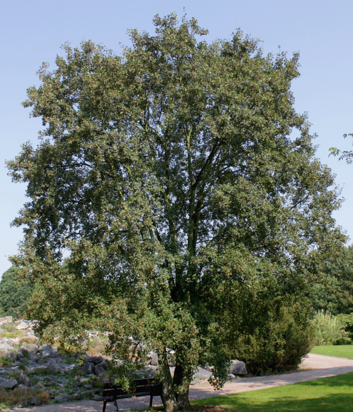 Image of Acer monspessulanum specimen.