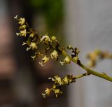 Litchi chinensis. Соцветие. Израиль, Шарон, пос. Кфар Шмариягу, в культуре. 08.04.2014.