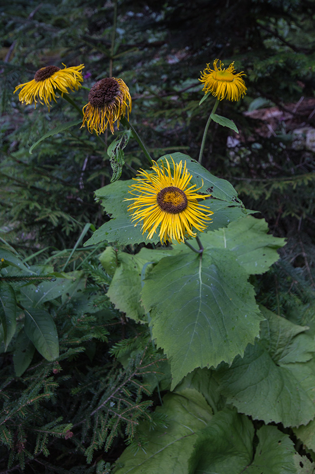 Изображение особи Telekia speciosa.