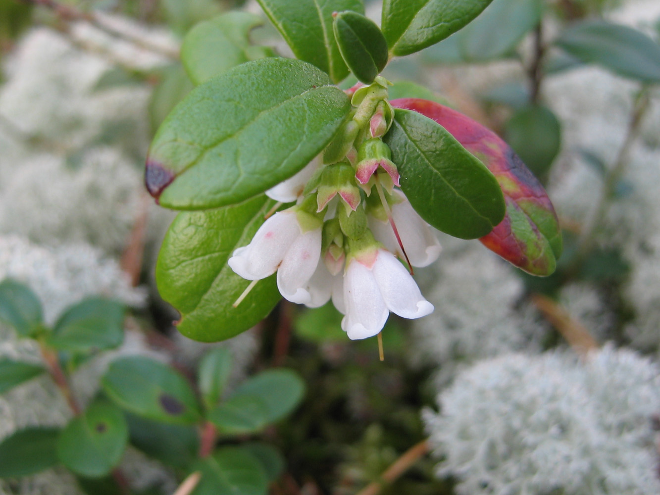 Изображение особи Vaccinium vitis-idaea.