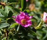 Rosa cinnamomea. Цветок и листья. Московская обл., Раменский р-н, окр. ж.-д. платформы Хрипань, просека под ЛЭП. 01.06.2014.