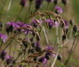 Festuca arundinacea. Соплодие. Московская обл., Раменский р-н, окр. ж.-д. платформы Хрипань, залежь. 14.07.2014.