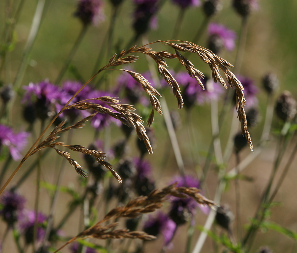 Изображение особи Festuca arundinacea.