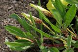 Oenothera macrocarpa