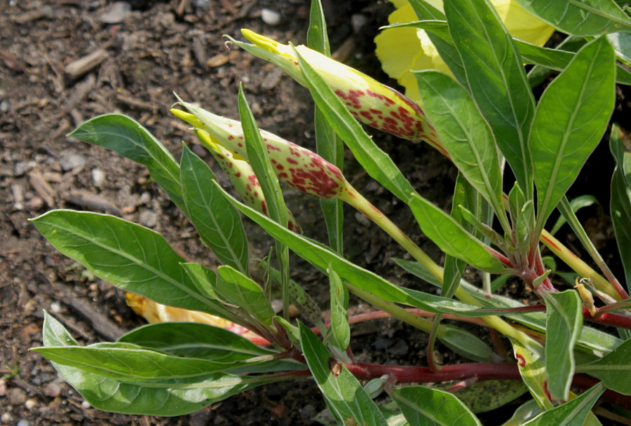 Image of Oenothera macrocarpa specimen.