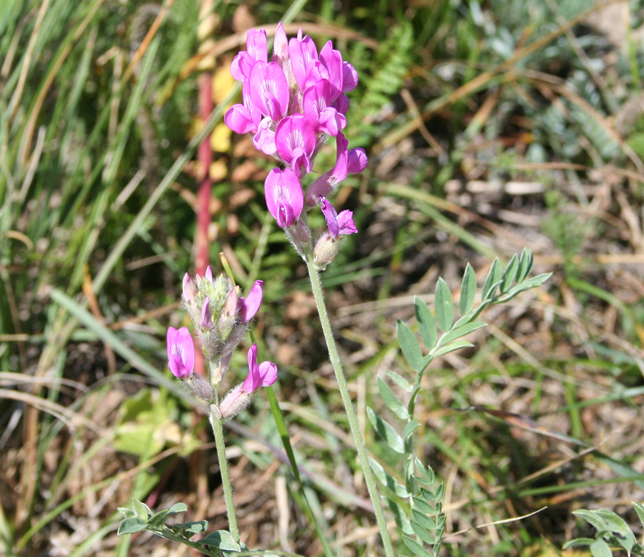 Image of Oxytropis songarica specimen.