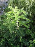Astragalus sieversianus